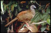GUACHARACA VARIABLE  (Ortalis guttata).jpg (21170 bytes)